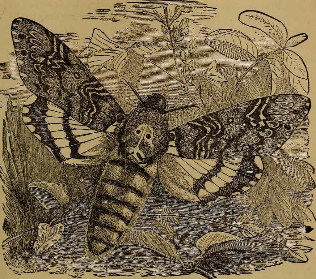 The death's head hawk-moth has appeared in numerous books and movies, like this one "Little folks in feathers and fur, and others in neither" published in 1875.
