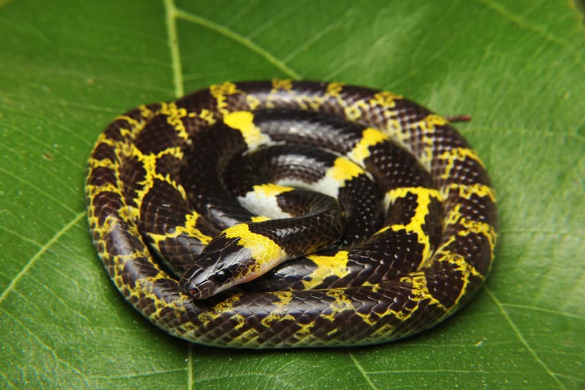 Watch a Snake Go Hypnotic By Rotating So Fast It Looks Like a Strobe ...