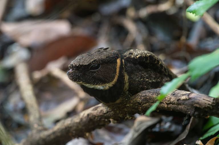 A Great Eared Nightjar at Tonkoko Park, North Sulawesi, Indonesia.
