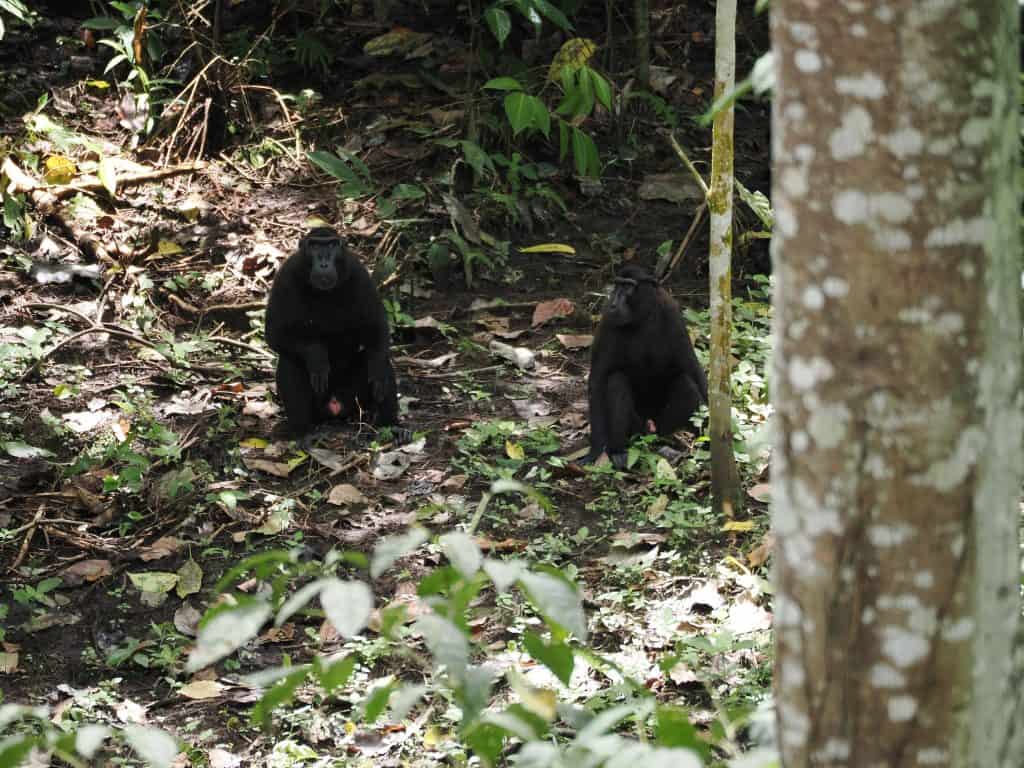 Gorontalo macaque