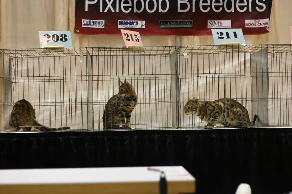 Male vs. Female Bengal Cats: competition in show