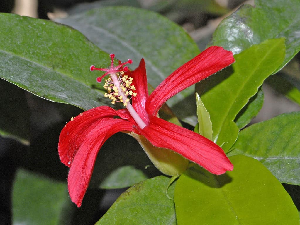 Hibiscus clayi at the Jardin des Plantes, Paris