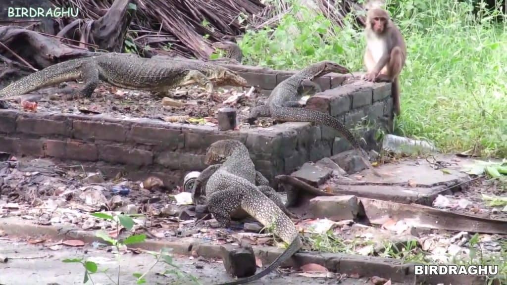 water monitor lizards and rhesus macaques