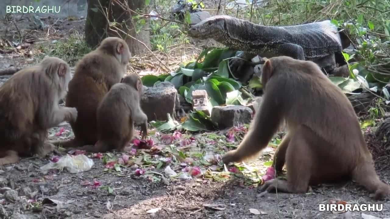 rhesus macaque and water monitor lizard compete for food