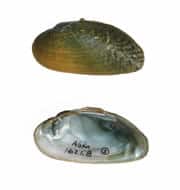 Picture of the Coosa Moccasinshell, aquatic bivalve mollusk; Medionidus parvulus