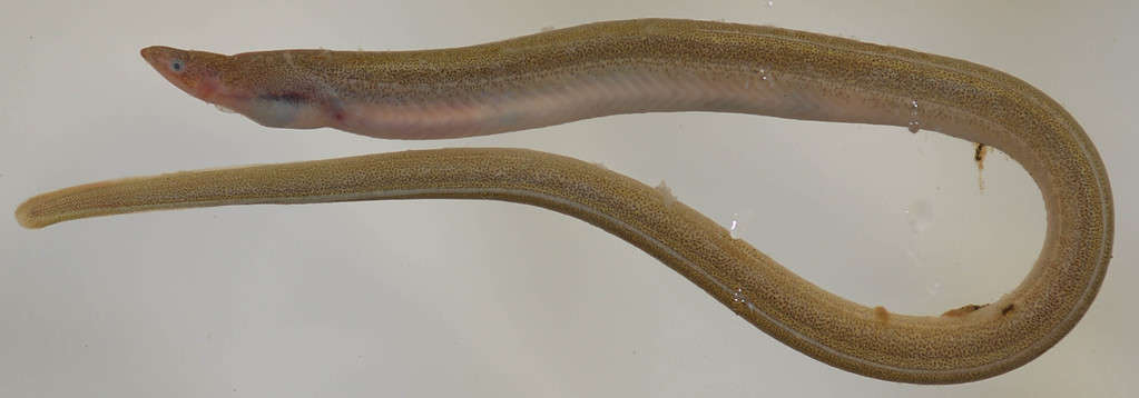 Speckled Worm Eel (Myrophis punctatus)