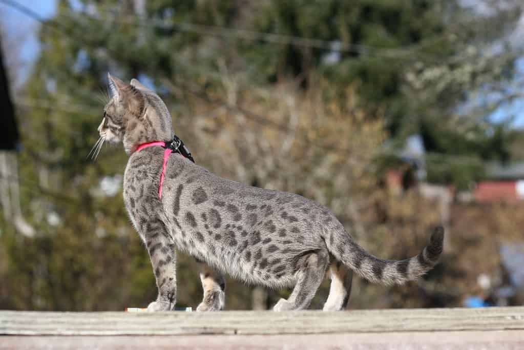 G3 Blue Spotted Bengal Cat