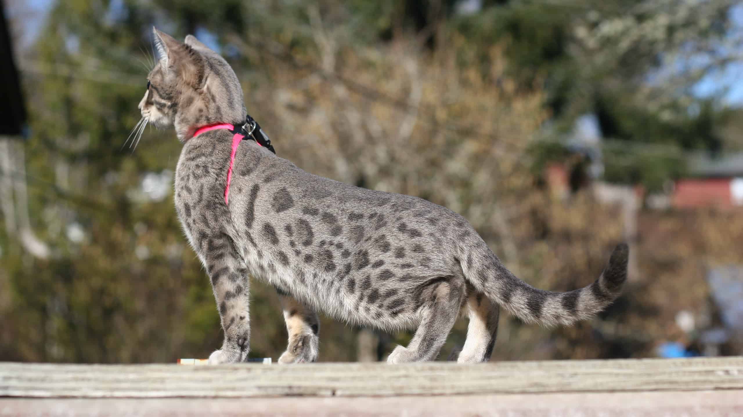 G3 Blue Spotted Bengal Cat