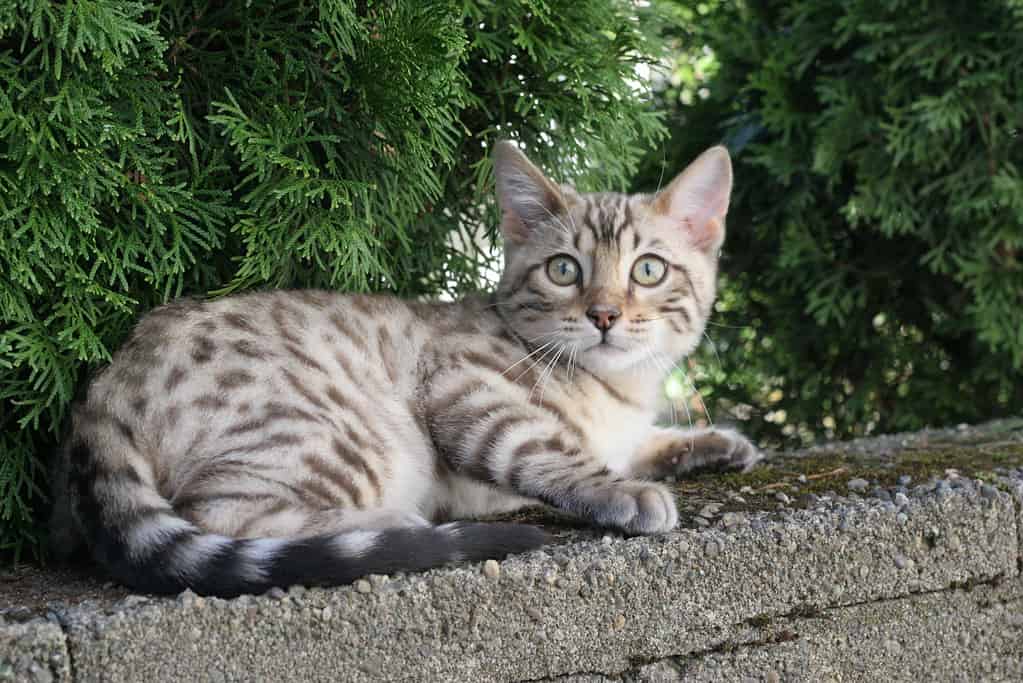 Seal Mink Spotted Snow Bengal Cat