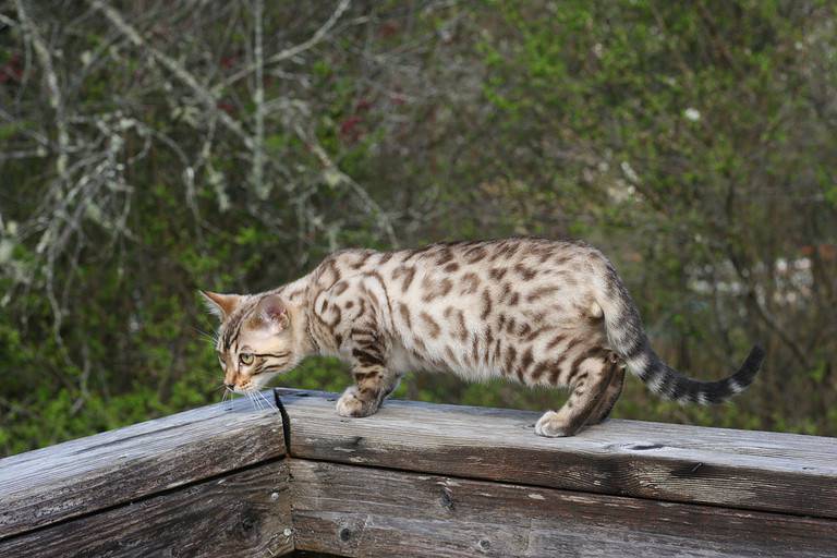 Seal Mink Spotted Snow Bengal Cat