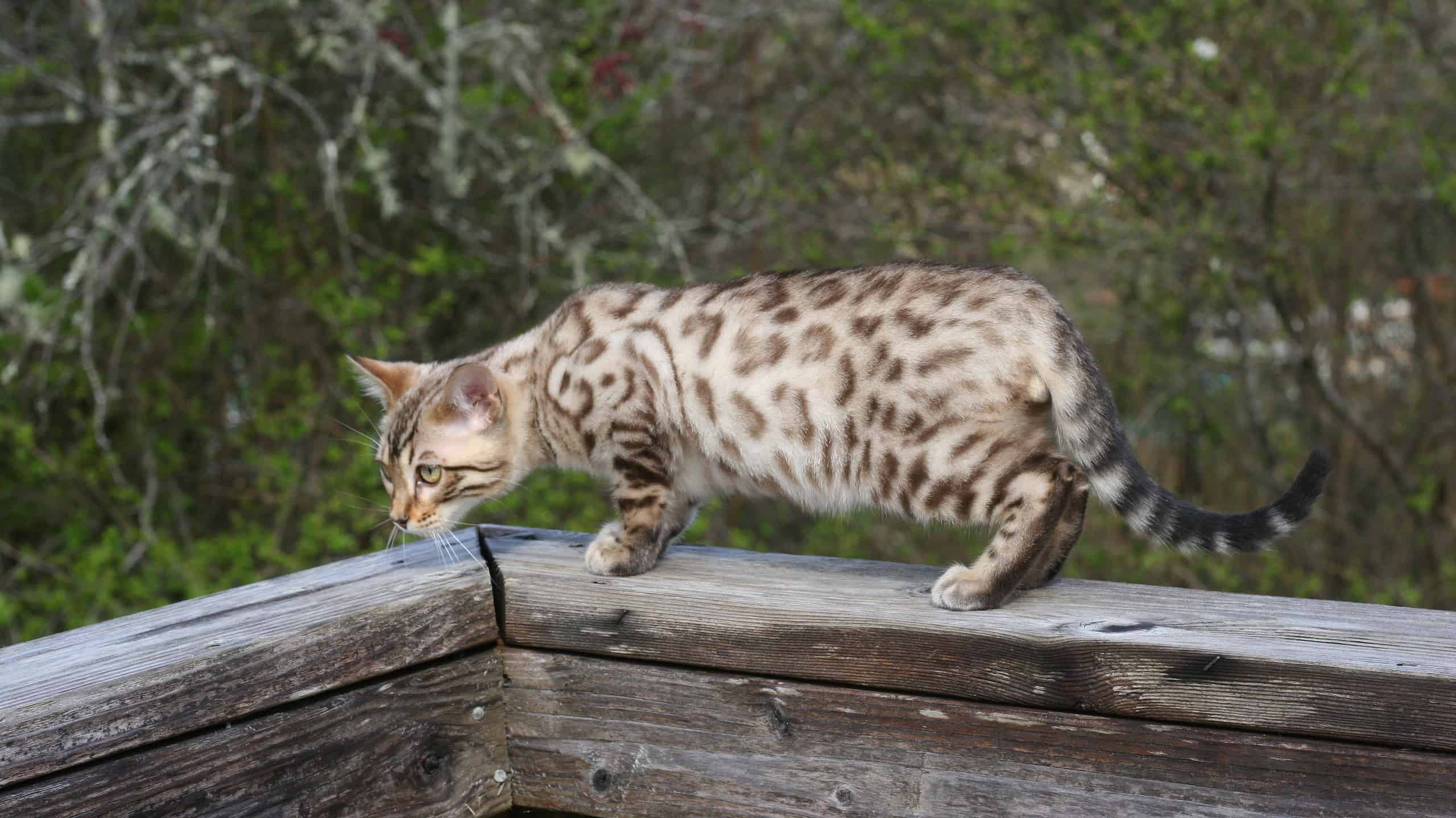 Seal Mink Spotted Snow Bengal Cat