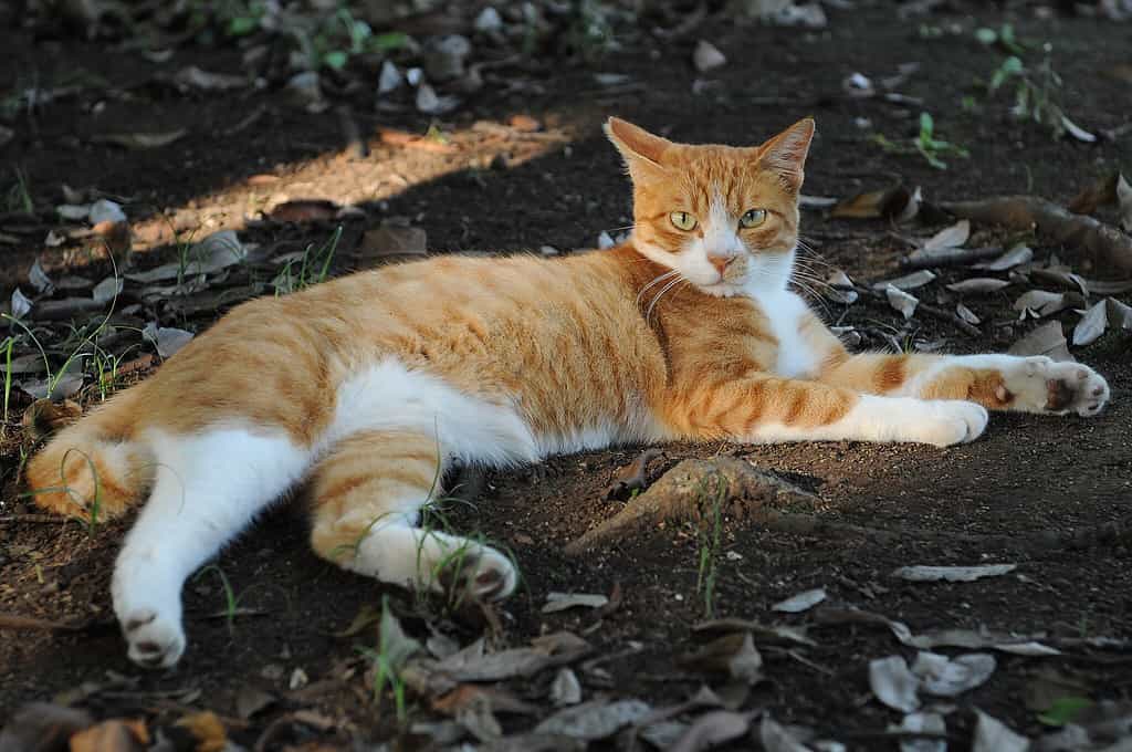 Red (orange) and white tabby domestic cat