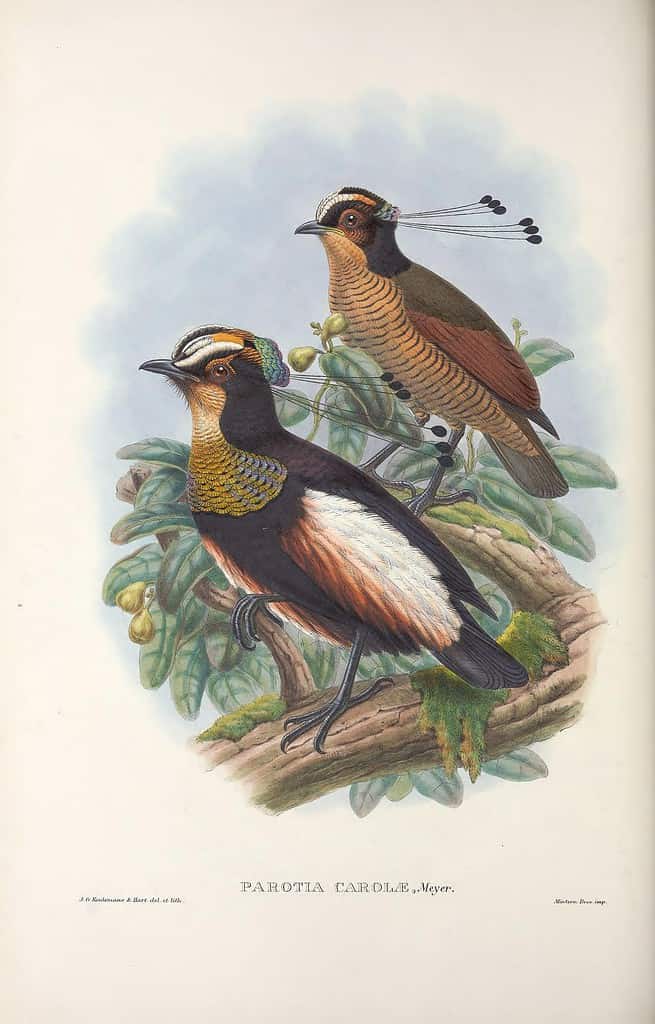 Parotia carolae - Monograph of the Paradiseidae, or Birds of Paradise, and Ptilonorhynchidae, or Bower-birds. v.2 (1891-1898).