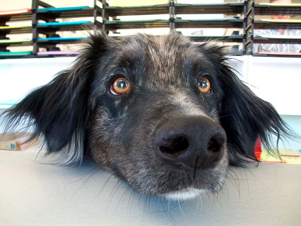 A black merle Australian Shepherd.