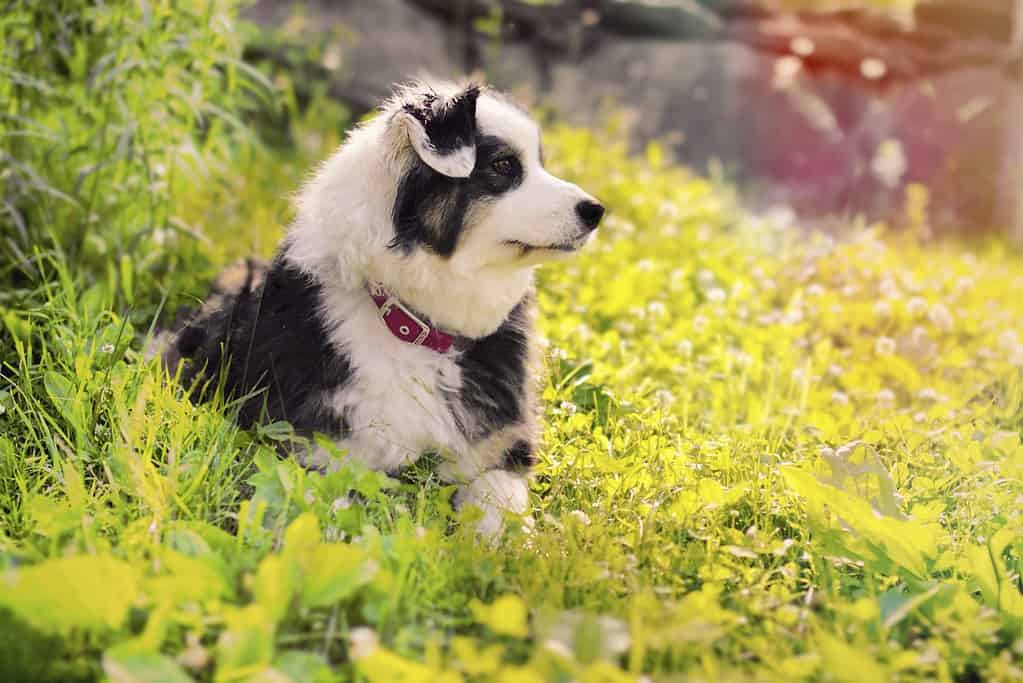 A black and white Australian shepherd is one of the rarer colors.