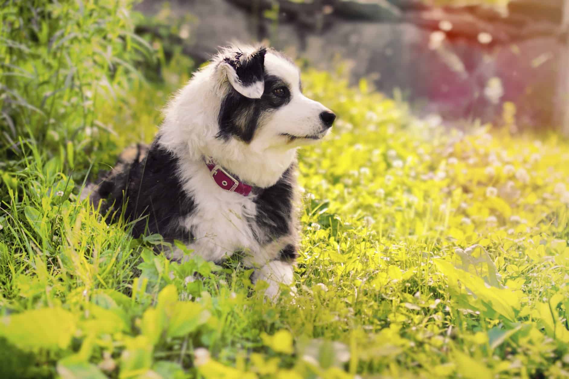 A black and white Australian shepherd is one of the rarer colors.