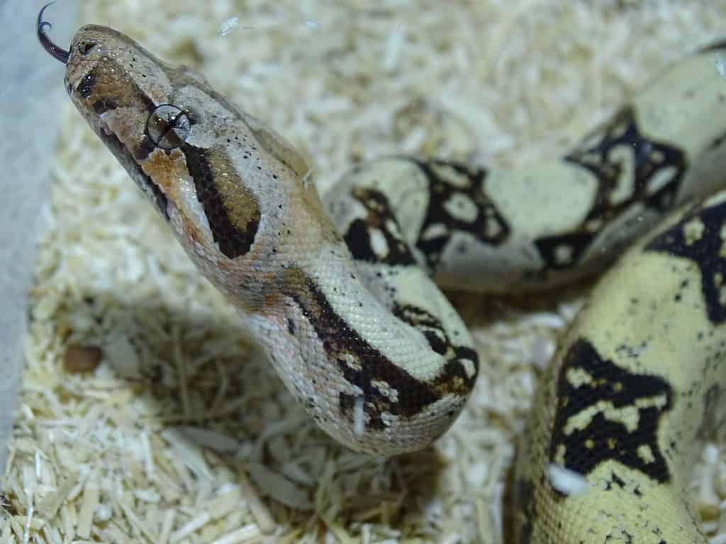 2. Long-Tail Boa Constrictor (Longicauda)