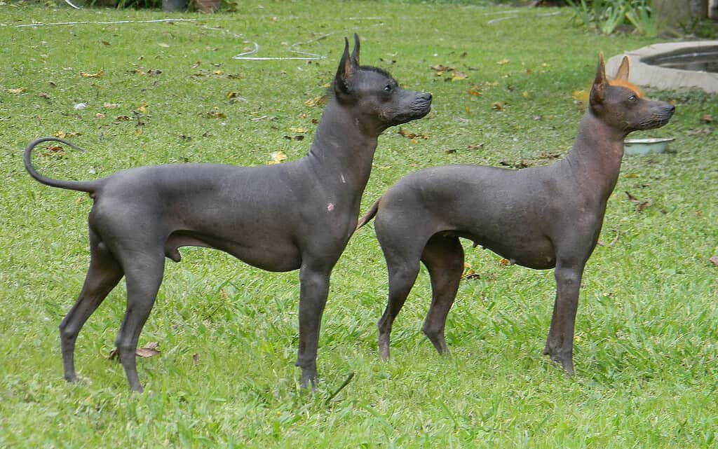 Argentine Pila Dog