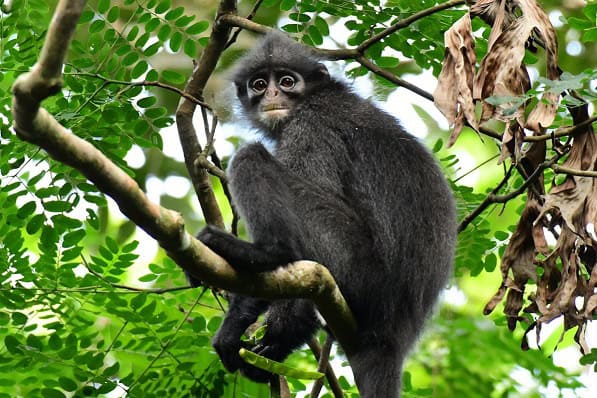 Raffles’ banded langur