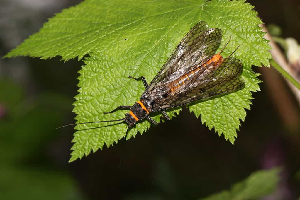 Giant Salmon Fly
