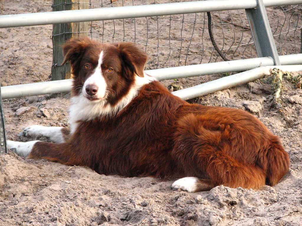 A red bi-colored Australian shepherd.