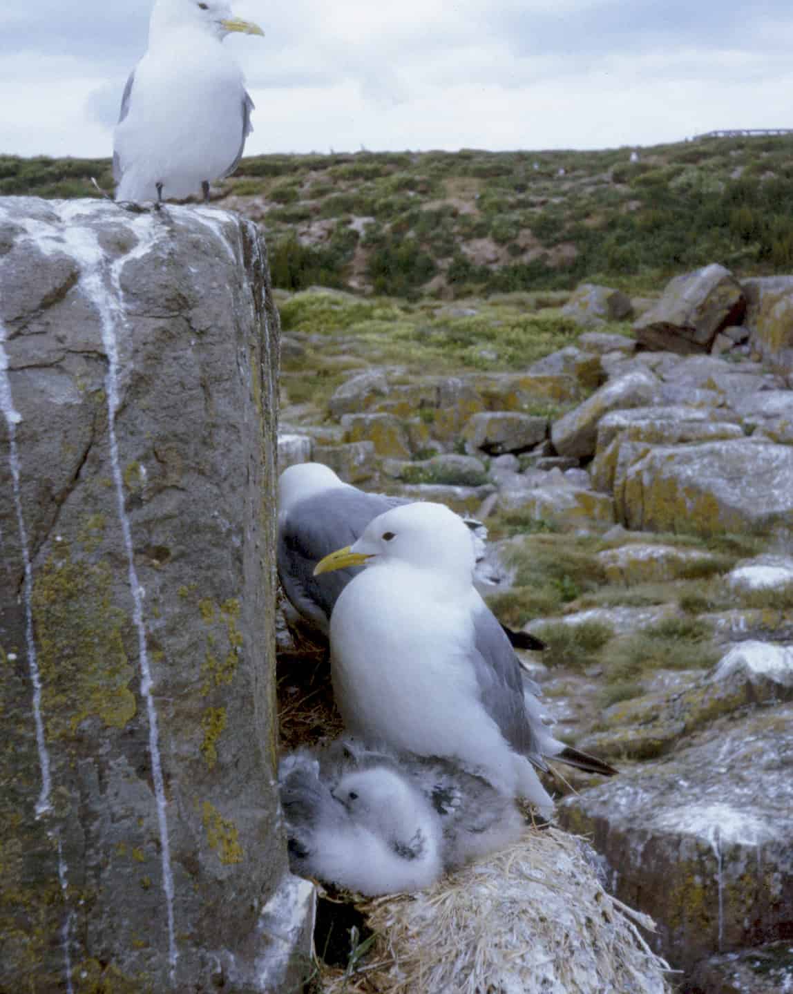 discover-200-000-sea-birds-in-the-farne-islands-a-puffin-s-paradise