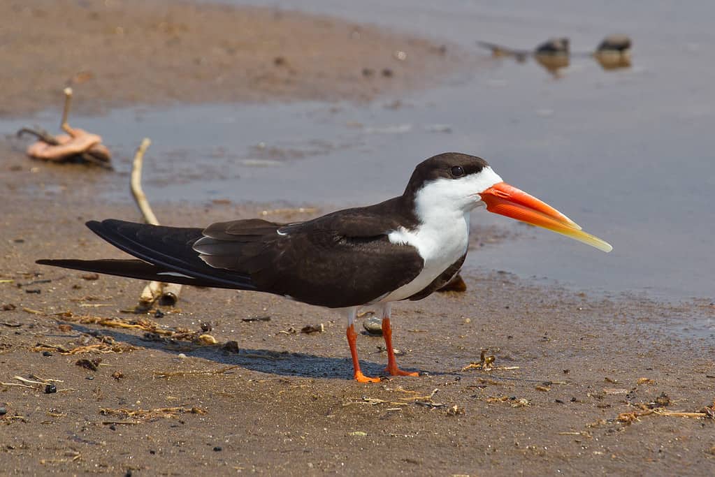 African skimmer