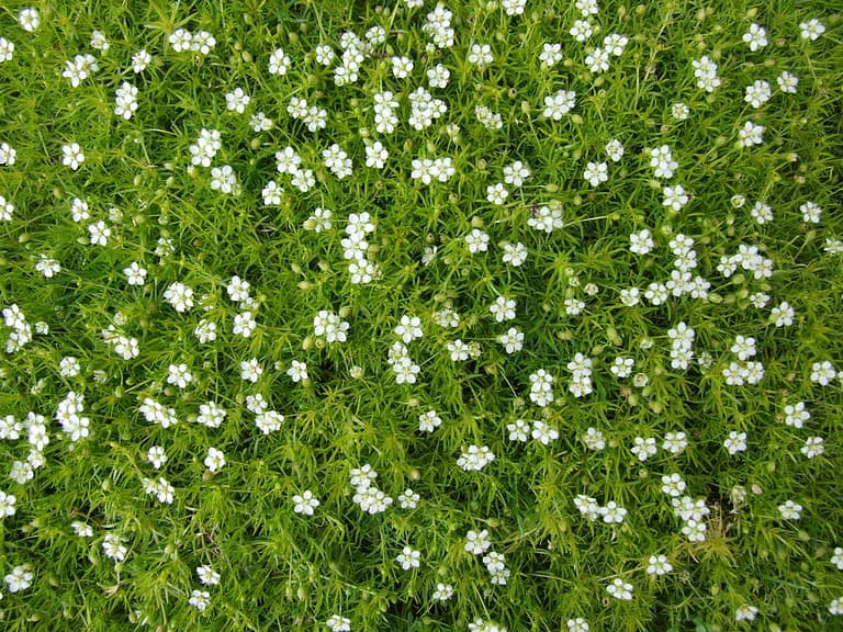 Irish Moss (Sagina subulata)