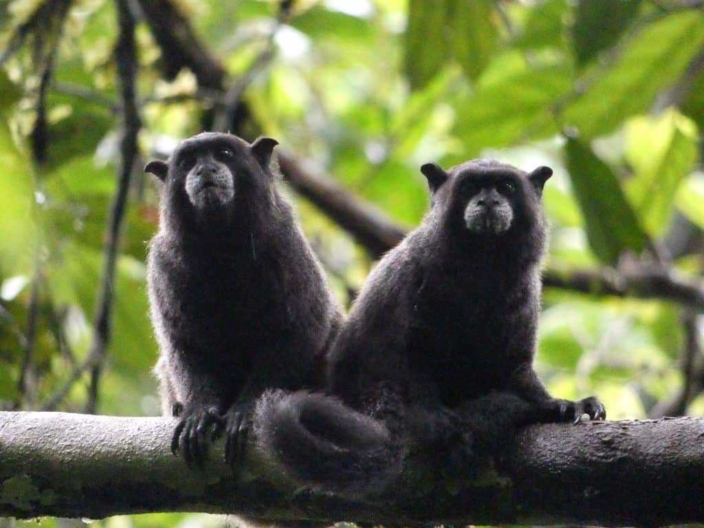 Black-Mantled Tamarin