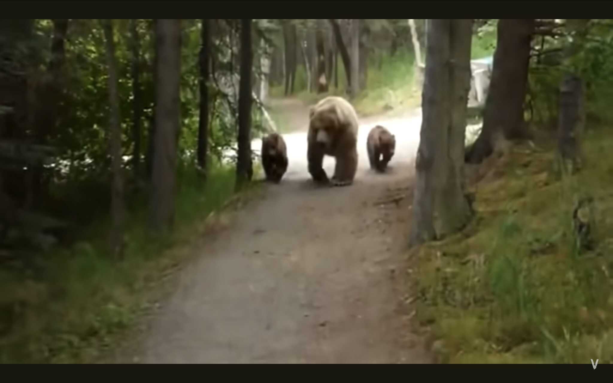What Happens When You Meet a Mama Bear and Her Cubs While Hiking? - A-Z ...