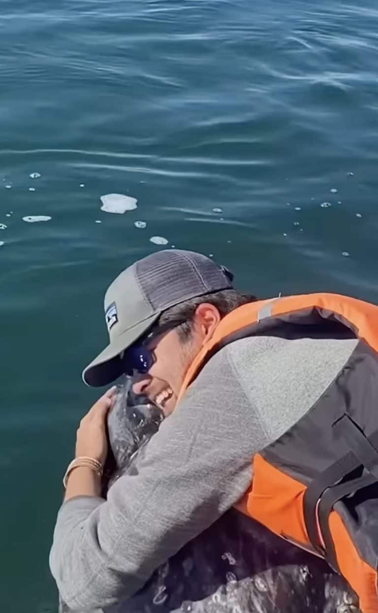 A Larger-Than-Life Gray Whale Swims Up to a Boat for Hugs and Kisses ...