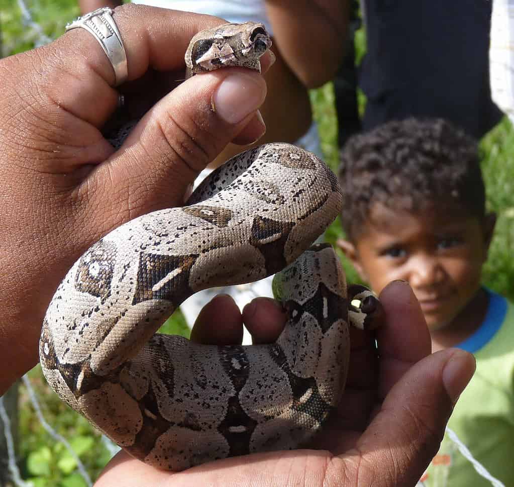 6. Dominican Clouded Boa (Nebulosa)