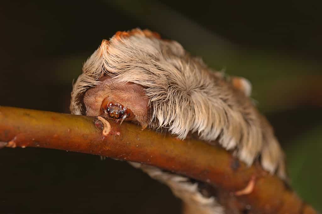Southern Flannel Moth is a caterpillar with venom