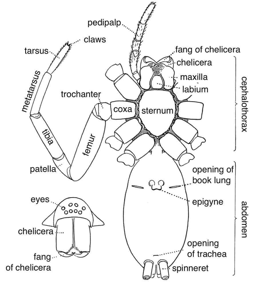 External anatomy of a spider.