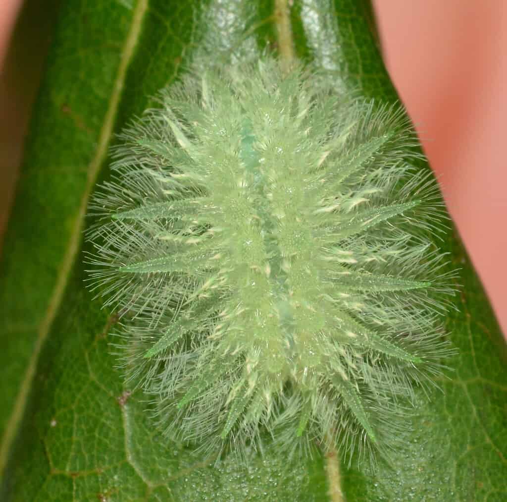 Luna Moth Stream Transition, Stinger