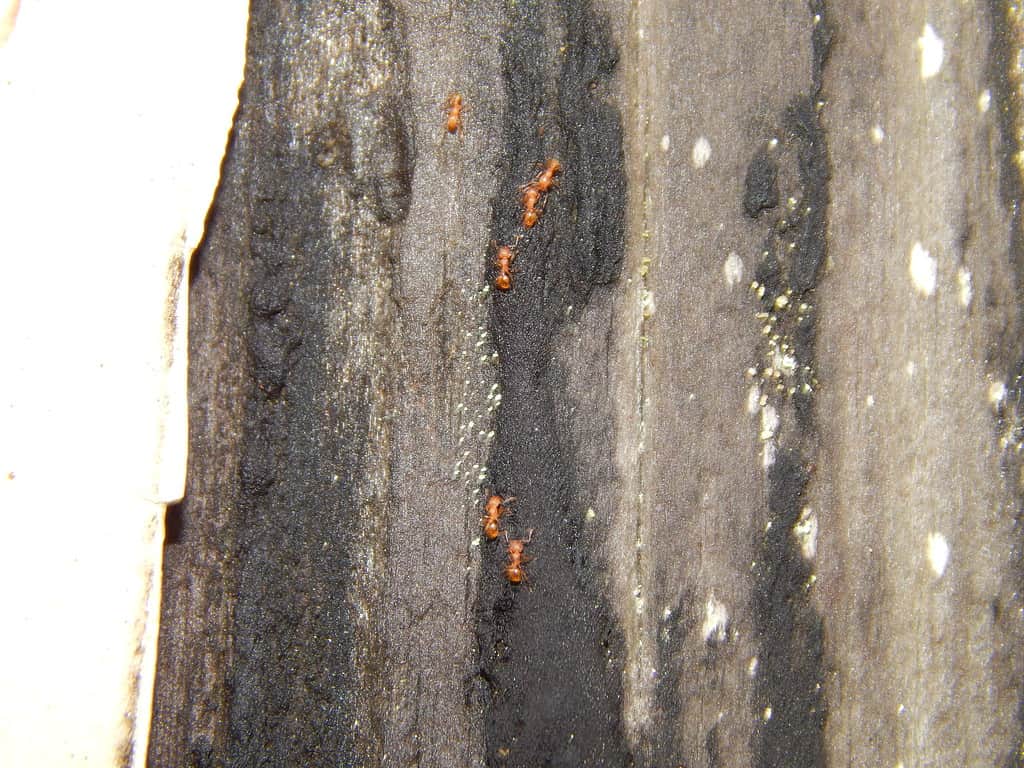 Little fire ants Hawaii invasive species