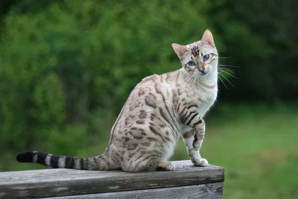 Seal Lynx Point Spotted Snow Bengal at 11 months old. Bengal cat progression.