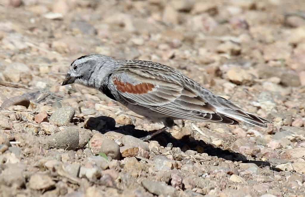thick-billed longspur