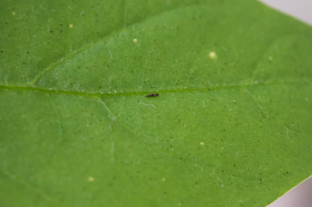 As you can see, thrips are very small. But they can be seen by the naked eye.