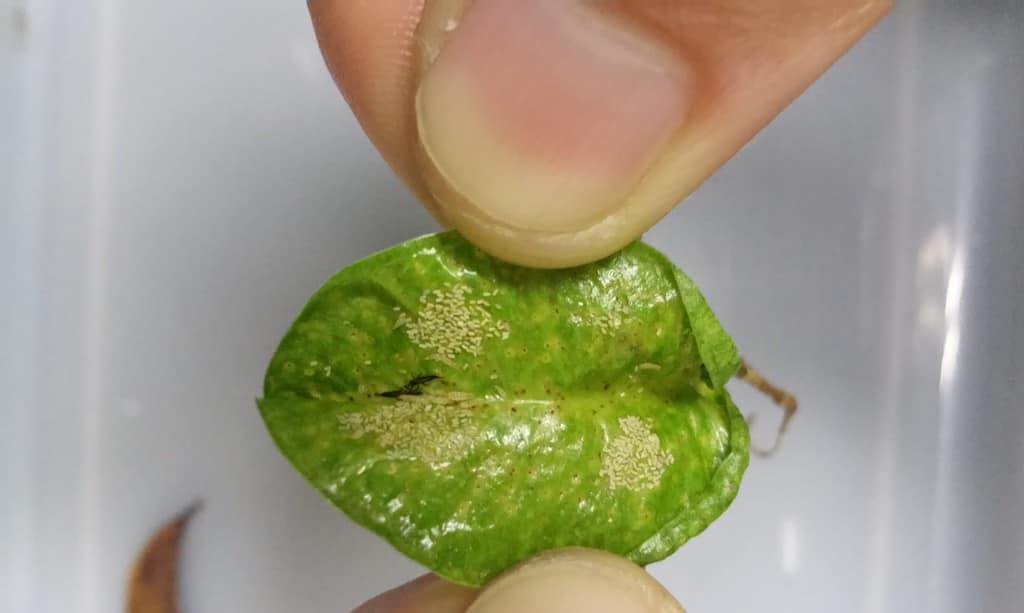 Thrip spots on leaf
