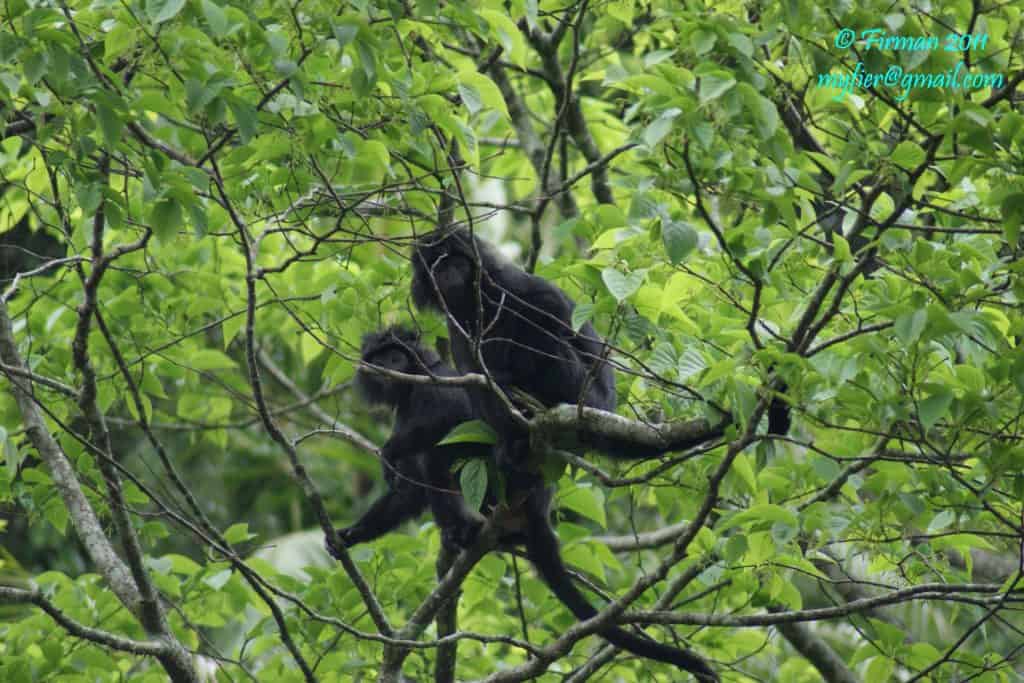 West Javan ebony langur