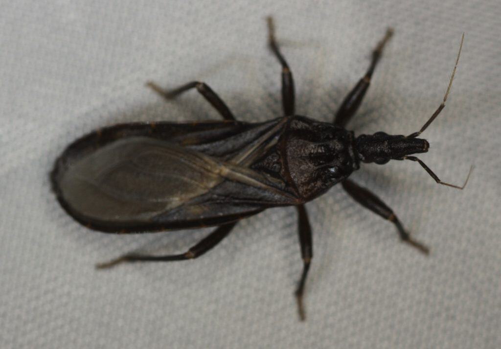 Triatoma protracta, kissing bug, western bloodsucking conenose bug