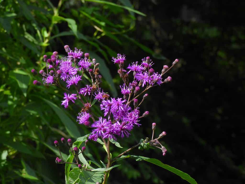 Ironweed (Vernonia)