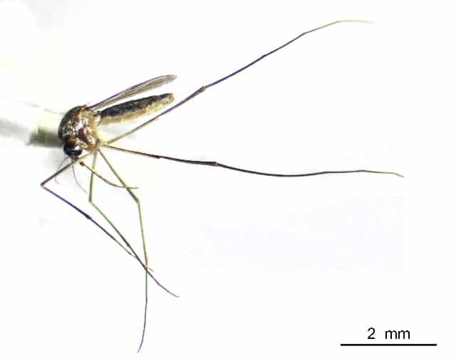 Bromeliad Mosquito (Wyeomyia mitchellii)