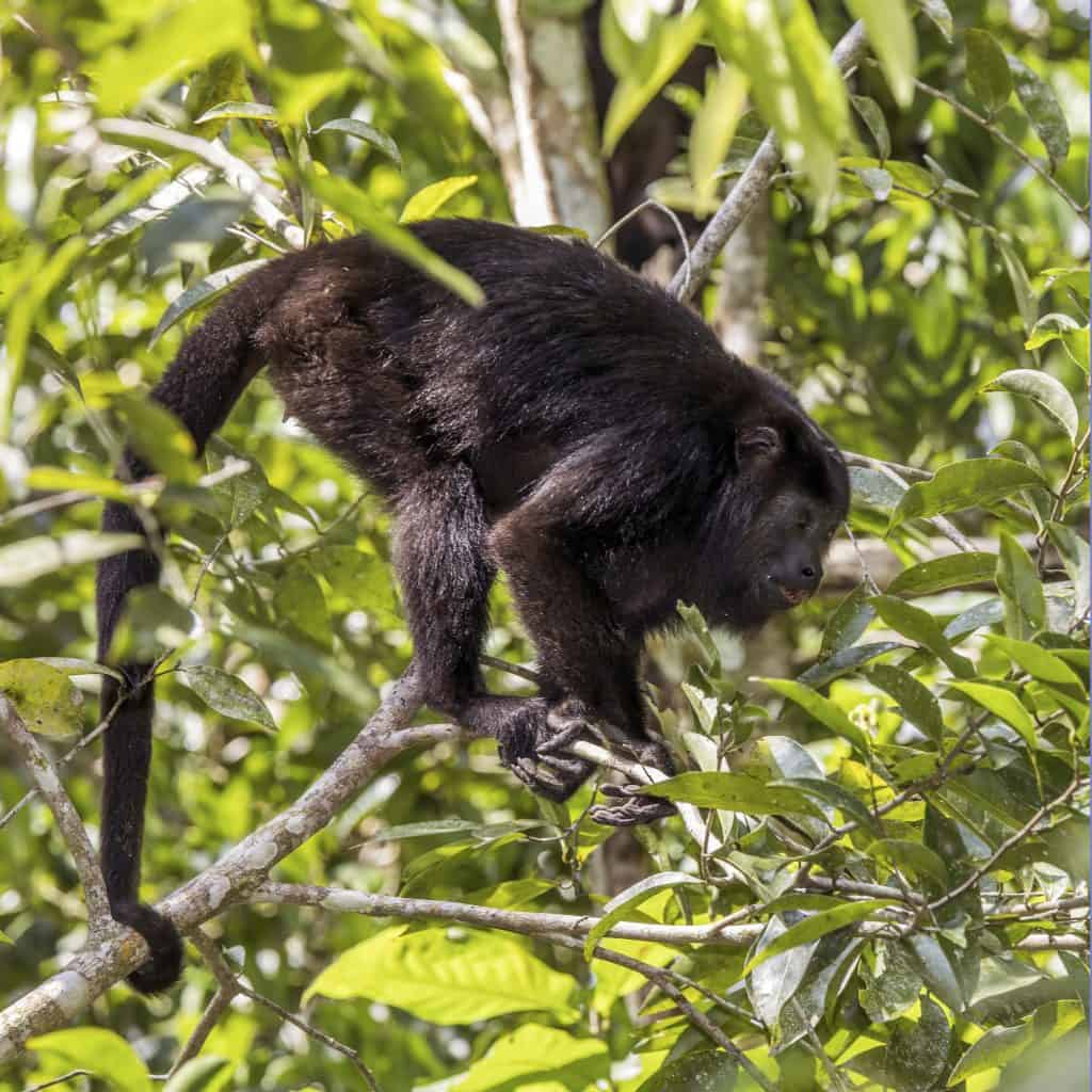 Yucatán black howler (Alouatta pigra)