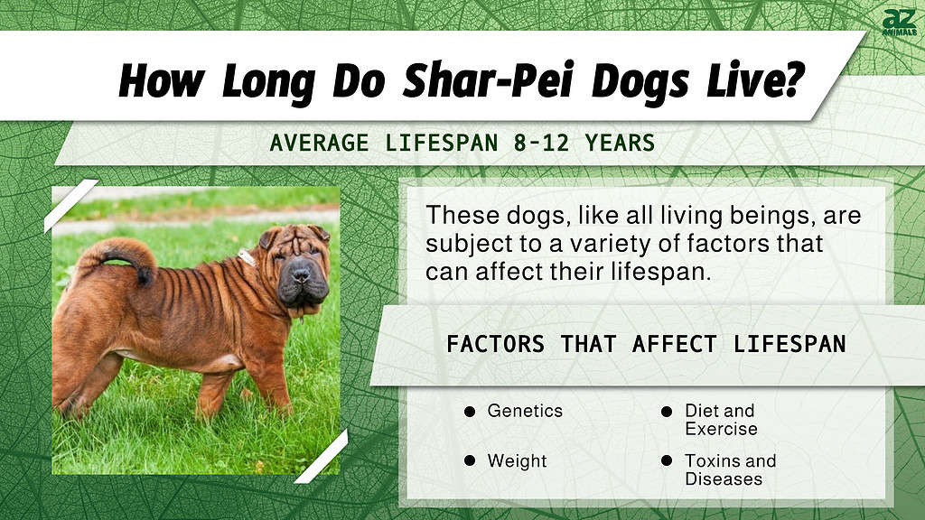 Shar-pei lifespan infographic 