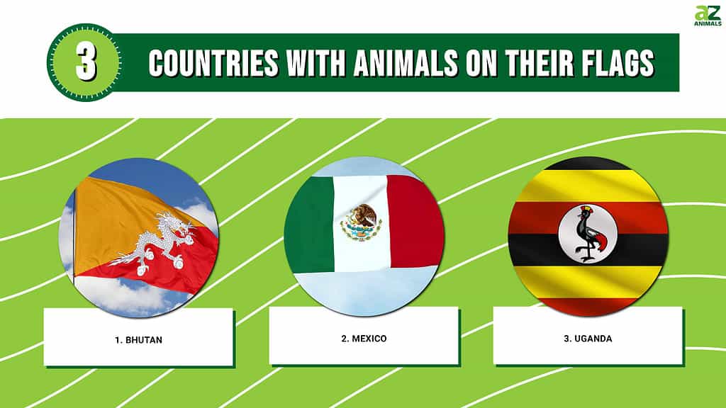 Infographic of 3 Countries With Animals on Their Flags