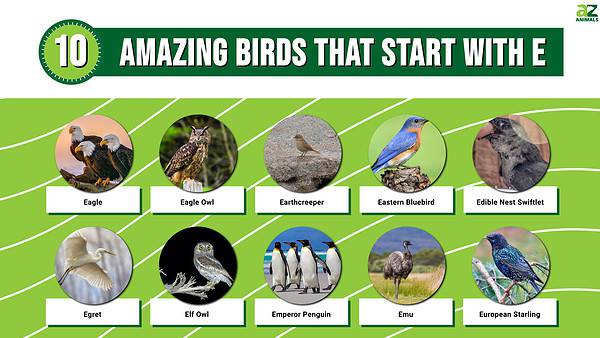 Discover 10 Amazing Birds That Start With E - A-Z Animals