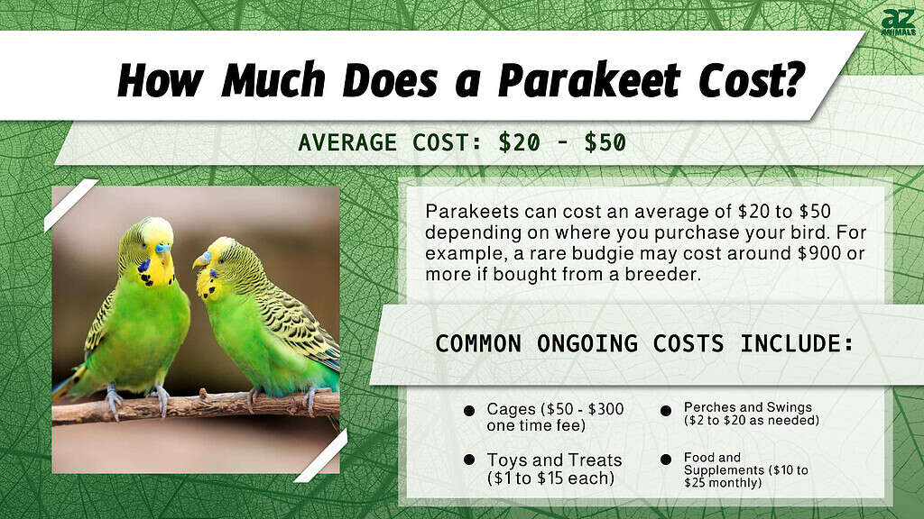 How Much Does a Parakeet Cost? infographic