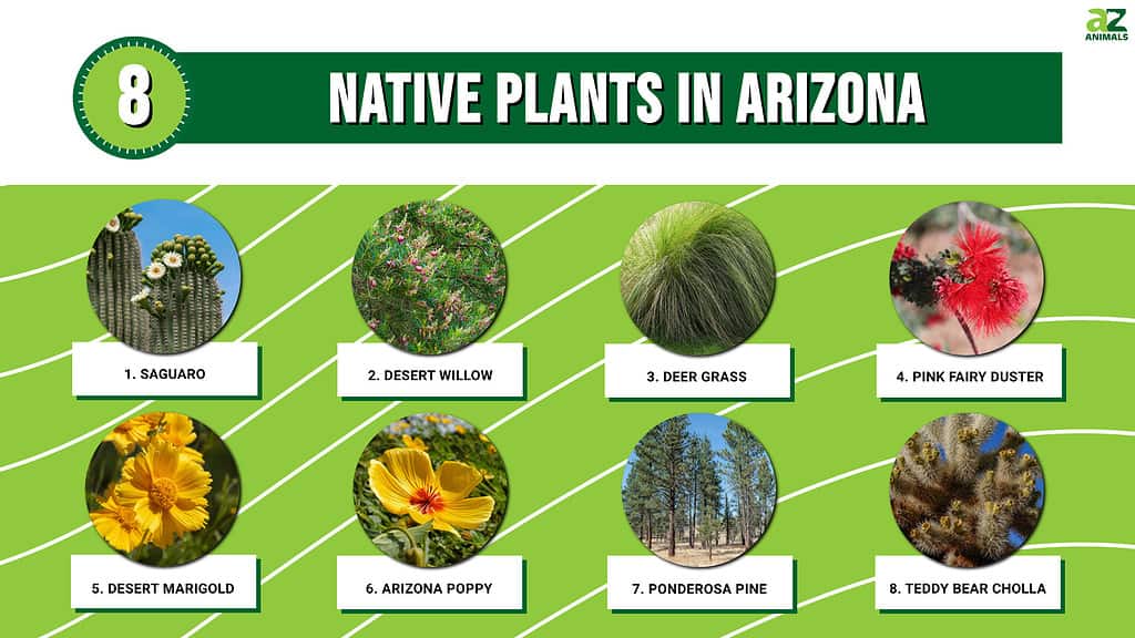 Infographic of 8 Native Plants in Arizona